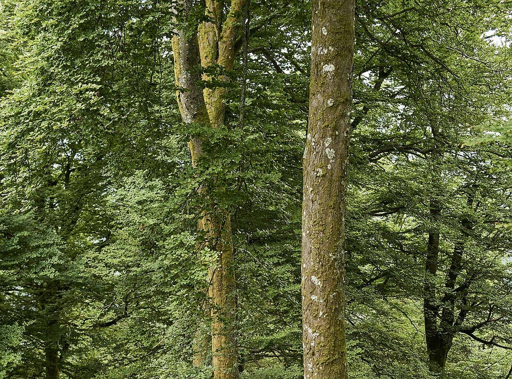 TEST L’unité de production de granulés de bois