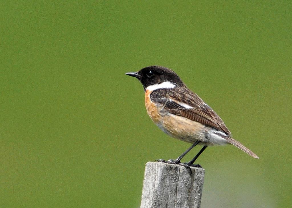 Sentiers Plaisir : Observation des oiseaux