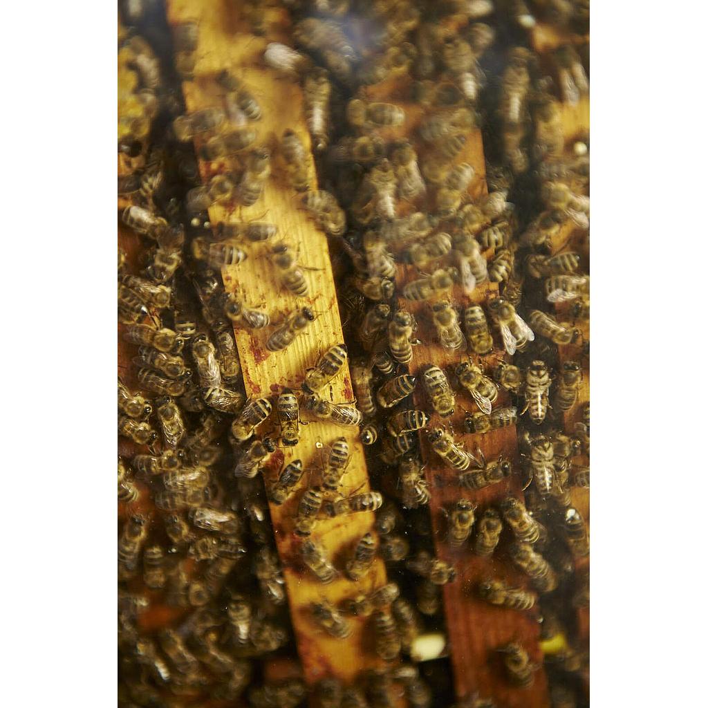 Sentiers Plaisir : A la découverte du monde des abeilles