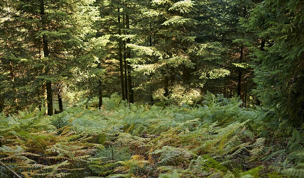 Sentiers Plaisir : La somptueuse forêt du Donon