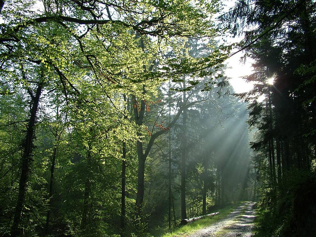 Sentiers Plaisir : Découverte de la forêt de plaine