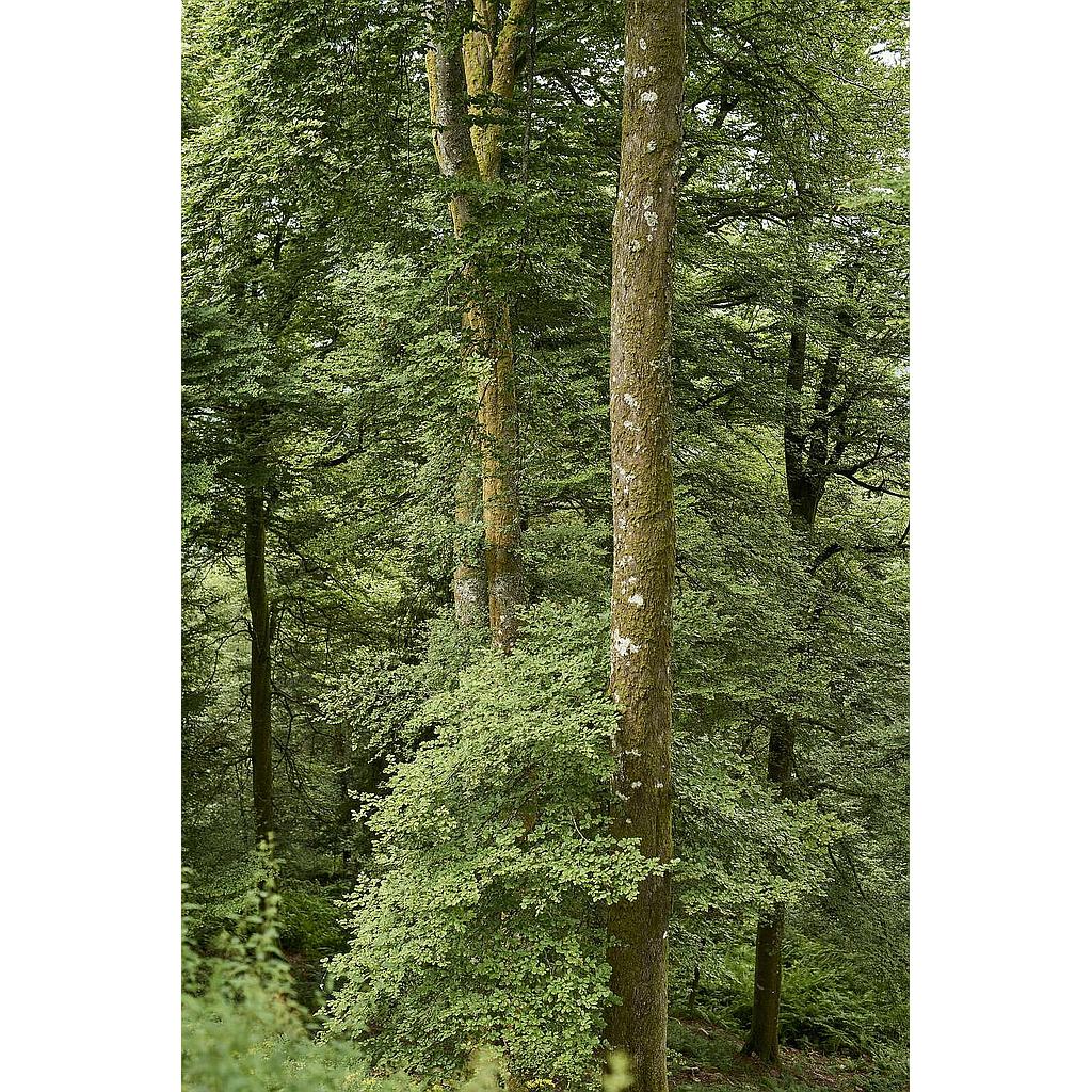 Sentiers Plaisir : Eco-mômes, ensemble, protégeons la nature !