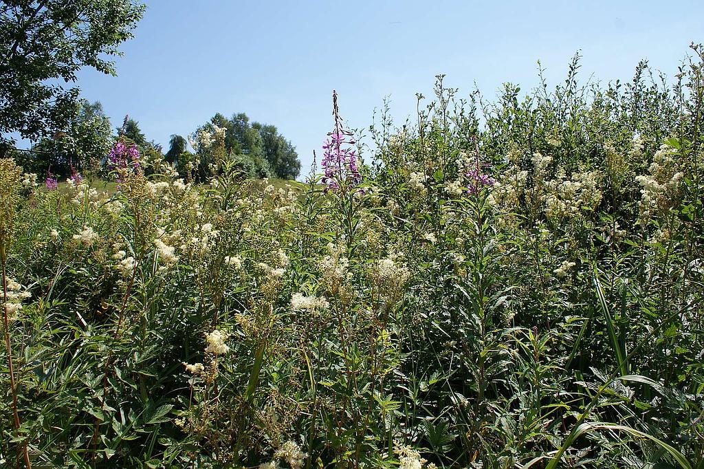 Sentiers Plaisir : Inspiration végétale