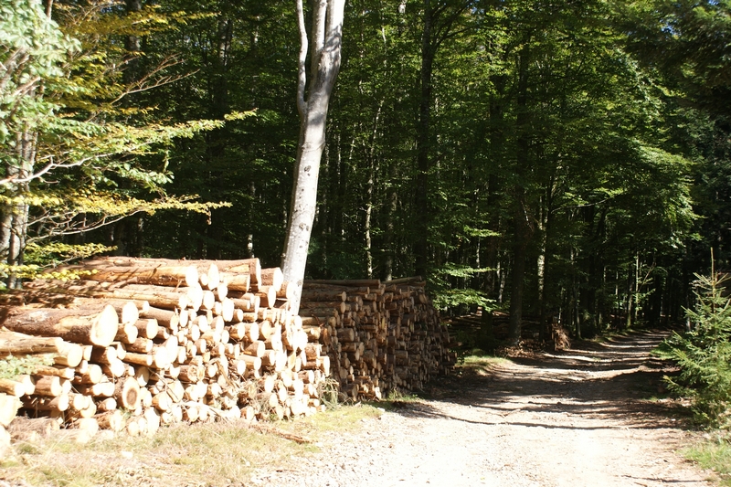 Conférence : Peut-on se passer de bois ?