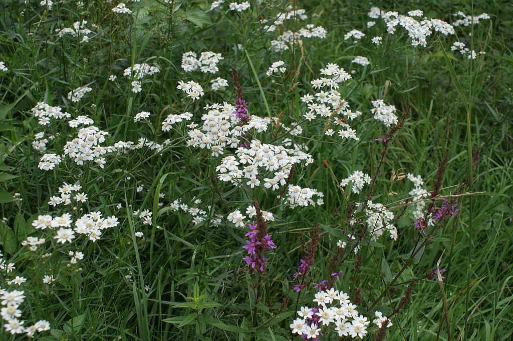 Sentiers Plaisir : Bien être et contemplation selon Hildegarde de Bingen