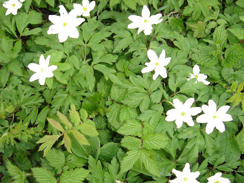 Sentiers Plaisir : Balade botanique - après-midi