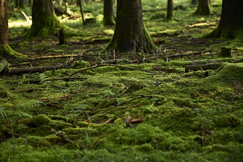 Sentiers Plaisir : Cleanwalk Chantier Plaisir